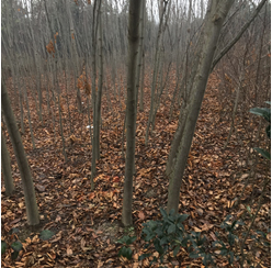 ^塢漰174375K؉KϷNֲľֲMu