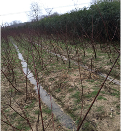 ^塢漰174375K؉KϷNֲľֲMu