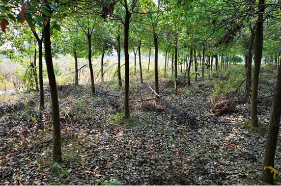 Ϸվ¼gaI_l^**Blչ޹˾ټwϵķCO估YaЈrֵuĿ