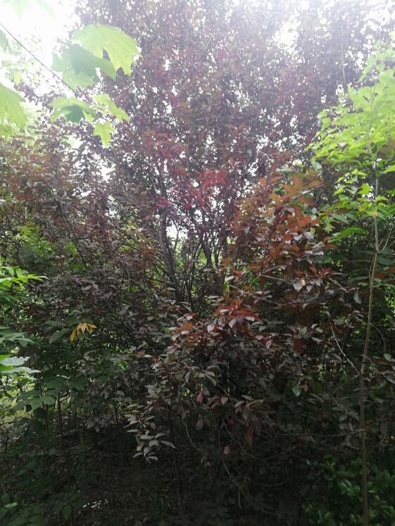 �Ϸ���**�@�ֹ������޹�˾λ�ںϷ�**�_(k��i)�l(f��)�^(q��)**��^(q��)**��248.265�������ϵ���ľ�Ј�(ch��ng)�r(ji��)���u(p��ng)��